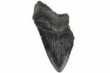 Partial, Fossil Megalodon Tooth #194052-1